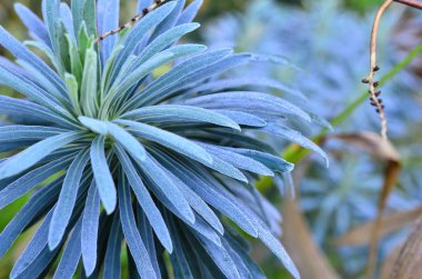 çiçekler, renkli, portre, doğa