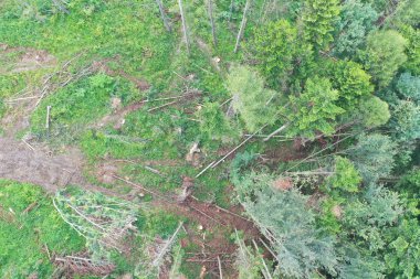 doğa, manzara, su, taş, orman, park