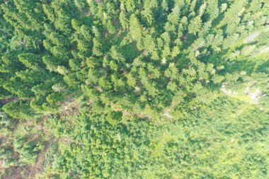 doğa, manzara, su, taş, orman, park