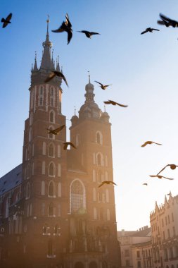 Krakow, Polonya 'daki ana meydandaki St. Mary Bazilikası. Sıcak gün batımı ışığı. Mavi gökyüzü. Uçan güvercinler.