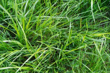 Taze yeşil, uzun çimen arka planı. Bahar ya da yaz mevsimi açık hava sembolü.