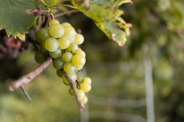 Sonbaharda ya da sonbaharda organik yeşil üzüm ağacı bitkisi. Doğal yetişmiş meyve..