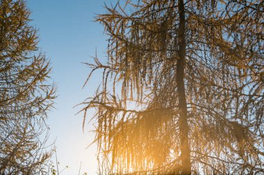 Kışın mavi günbatımına karşı karaçam ağaçları. Ilık güneş ışığı. Kırsal alan.