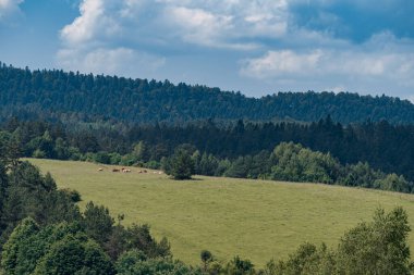 Polonya 'daki Bieszczady Dağları' nda çayır tepeleri ve çaydanlık sürüsü.