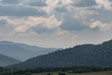 Polonya 'nın Bieszczady Dağları' ndaki yoğun kozalaklı bir orman..
