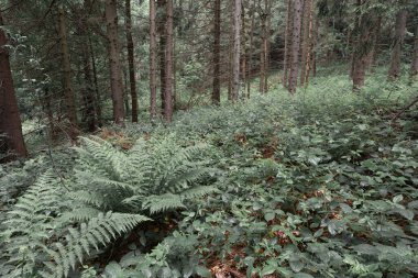 Polonya 'nın Bieszczady Dağları' ndaki kozalaklı bir ormanda eğreltiotu tarlası..