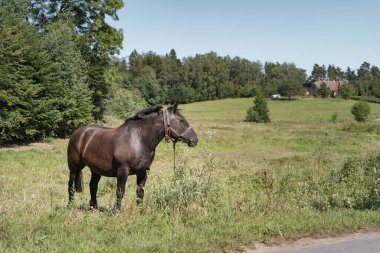 Kırsalda ot yiyen güçlü bir at. Kırsal alan manzarası.