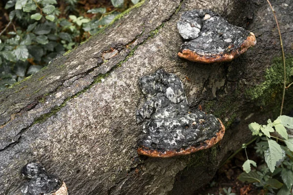 ポーランドのBieszczady山脈の木で成長する多孔質またはブラケット真菌 — ストック写真