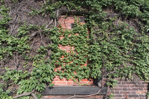Muro Mattoni Rossi Ricoperto Edera Come Sfondo — Foto Stock