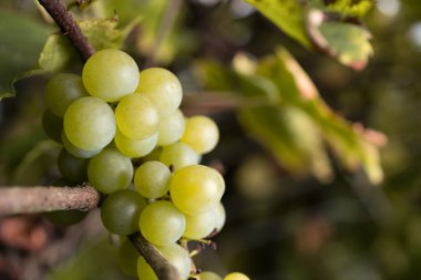 Sonbaharda ya da sonbaharda organik yeşil üzüm ağacı bitkisi. Doğal yetişmiş meyve..