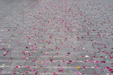 Çiçek yapraklarıyla kaplı taş kaldırımlı cadde. Sığ alan derinliği.