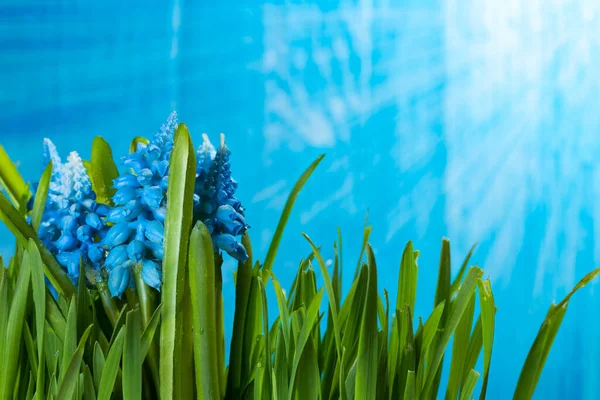Hyacinth Spring Flowers Green Grass Warm Sun Light Flare Copy — Stock Photo, Image