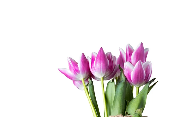 Pink White Tulips Spring Summer Flowers Isolated White Background Copy — Stock Photo, Image