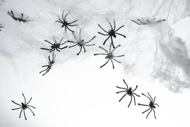 Cadılar Bayramı arka planı olarak örümcek ağında bir sürü siyah örümcek.