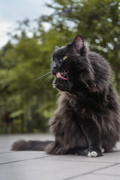 Domowe Długowłosy Czarny Kot Siedzi Zewnątrz Ogrodzie Łapa Czyszcząca Obrazek Stockowy