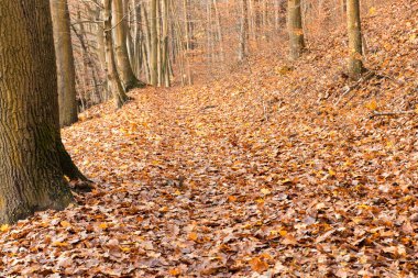 Sonbahar ormanında yol. Sonbahar ormanı. Zengin renkler. Ilık ışık. Sarı ve kırmızı yapraklar.