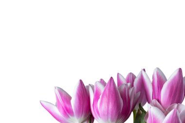 Bahar ya da yaz çiçekleri gibi pembe ve beyaz laleler. Beyaz arka planda izole edilmiş. Üst soldaki boşluğu kopyala.