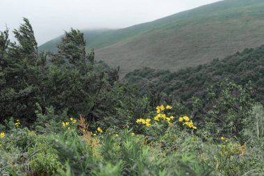 Polonya 'nın Bieszczady şehrinde sisle kaplanmış Arnica Montana (kurt felaketi) çiçekleri..