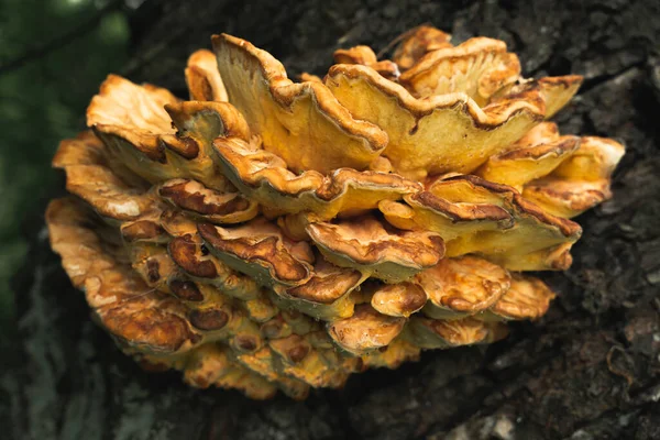 Sárga Konzol Gomba Laetiporus Sulureus Egy Fán — Stock Fotó