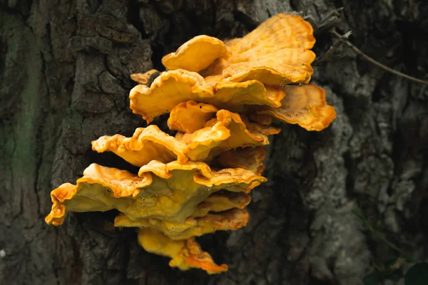 Sárga Konzol Gomba Laetiporus Sulureus Egy Fán — Stock Fotó