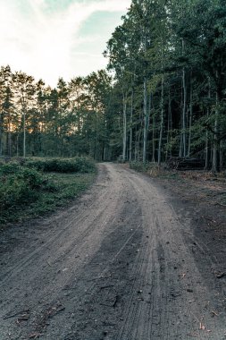 Alacakaranlıkta ormanda yol ya da patika kesiyorum. Dikey yönelim