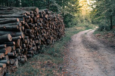 Ormanda odun yığını, gün batımında yol ya da patika yakınlarında.