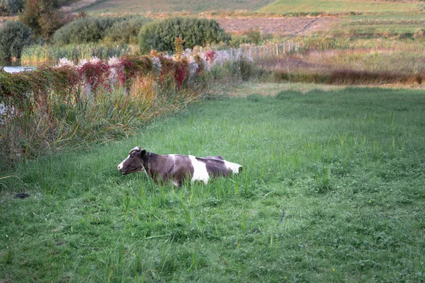 Vaca Deitada Campo Grama Pasto Campo — Fotografia de Stock