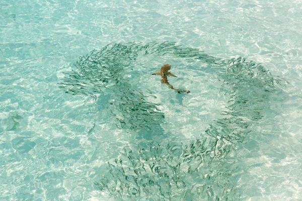 Small sharks swimming around fish in a very clear water in Maldives