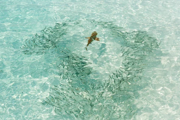 Small Sharks Swimming Fish Very Clear Water Maldives — Stock Photo, Image