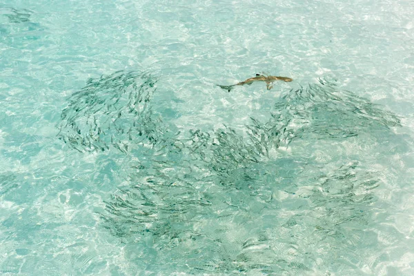 Small sharks swimming around fish in a very clear water in Maldives