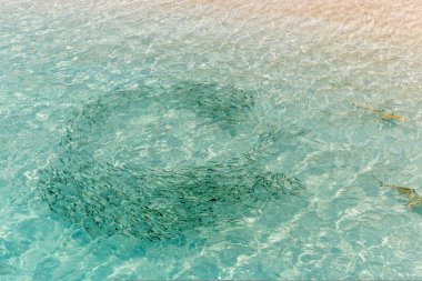 Balık cardume bir tropikal su yakınında yüzme bir resif köpek balığı