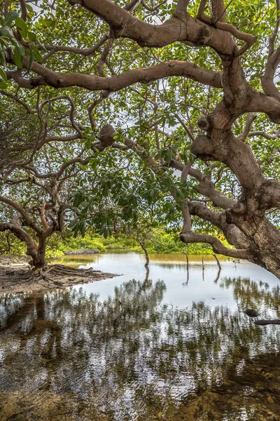 Árboles Medio Río Tranquilo Norte Brasil — Foto de Stock