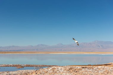 Bir açık gökyüzü öğleden sonra Salar Atacama, kuzey Şili tuz lastiğim üzerinde uçan bir kuş