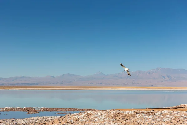 一只鸟儿飞越盐平在一个晴朗的天空下午在阿塔塔里 北部智利 — 图库照片