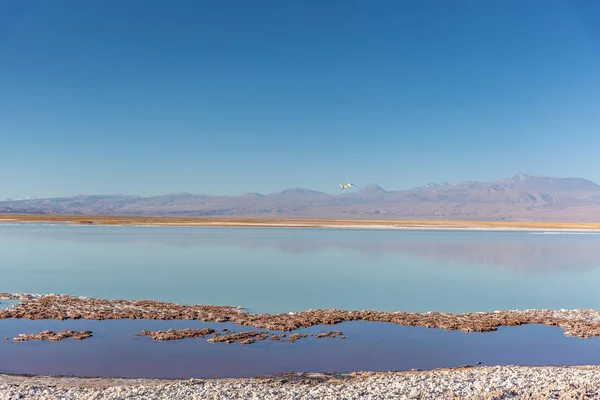 A white small bird flying over a salt flat in a clear sky afternoon in Atacama Salar, northern Chile