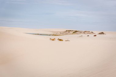 Bulutlu bir günde beyaz bir kumul içinde oturan inek