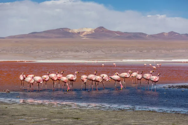 Ομάδα Των Φλαμίνγκο Στο Laguna Colorida Στη Βολιβία Ένα Από — Φωτογραφία Αρχείου