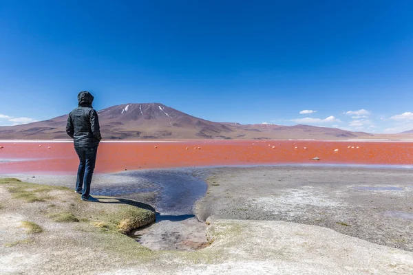 Τουριστική Σουρεαλιστικό Θέα Laguna Colorado Στη Βολιβία — Φωτογραφία Αρχείου