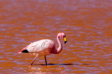 Bolivya'daki kırmızı renk gölde bir pembe flamingo