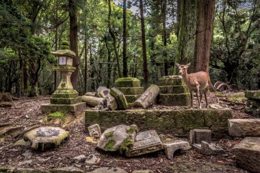 Yalnız geyik Nara Japonya'da bir florest çevrili bir tapınak dolaşım