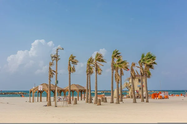 Palm Trees Tel Aviv Beach Israel — Stock Photo, Image