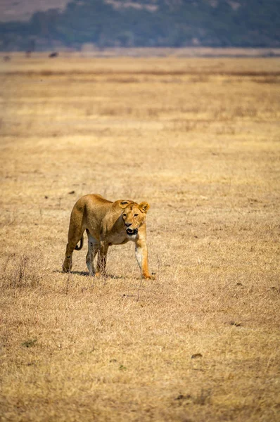 Een Eenzame Leeuwin Binnen Ngorongoro Krater Tanzania Afrika — Stockfoto