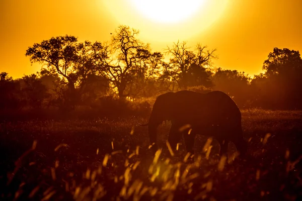 Incredibile Silhouette Elefante Tramonto Nel Parco Nazionale Del Chobe Botswana — Foto Stock