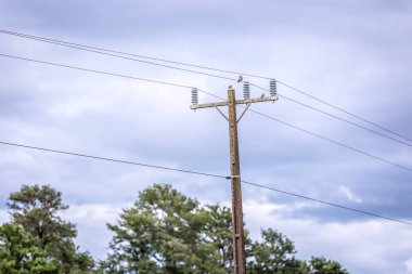 Kuş türü bir elektrik direği