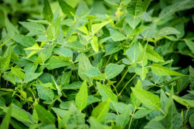 Bol soya yaprak Brezilya'da büyüyen