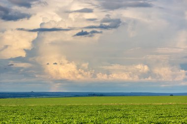 Brezilya'da bir bulut günde büyük soya kırpma