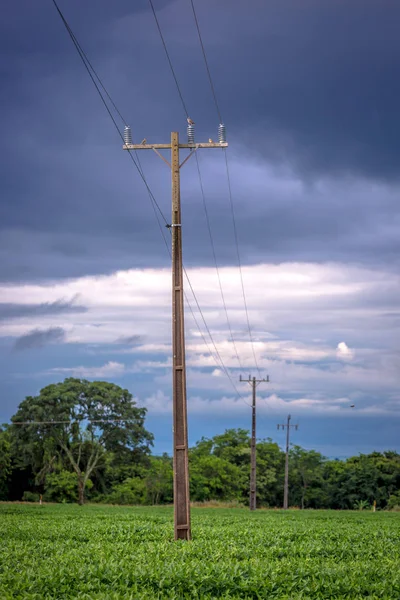 Ein Strommast Der Eine Isolierte Farm Inmitten Einer Sojabohnenernte Brasilien — Stockfoto