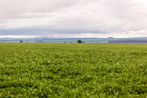 Grote Soja Plantage Brazilië Een Bewolkt Weer — Stockfoto