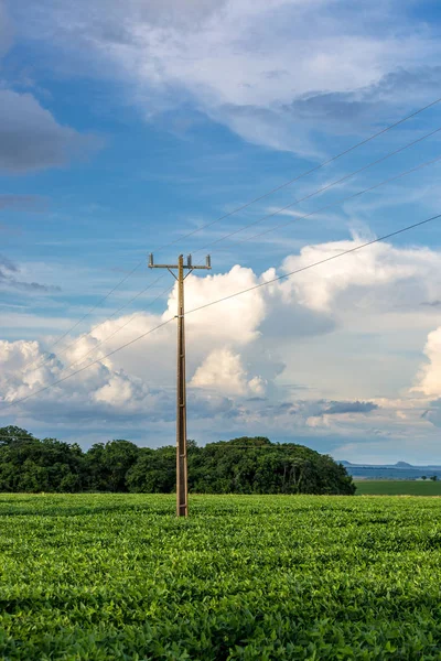 Elektrisk Pol Ett Sojabönor Fält Mato Grosso Sul Stat Brasilien — Stockfoto