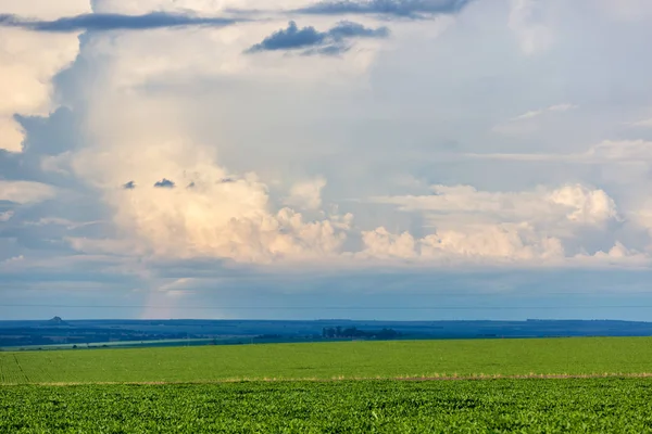 Stora gröna blad vete gröda plantage i Mato Grosso do Sul stat i mitten av västra regionen i Brasilien. Brasilien är en av de största vete producenterna i världen — Stockfoto